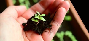 Посевной календарь на январь 2026 года: что делать в саду и огороде