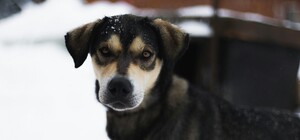 Бил палкой и колючей проволокой: в Одесской области подросток издевался над собакой