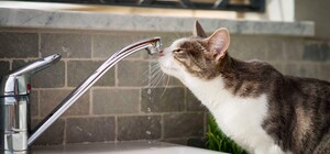 У Дніпрі з 23 по 27 лютого відключатимуть водовідведення боржникам: перелік адрес