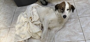 Житель Одещині відкрив стрілянину по собаці: справу розслідує поліція