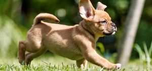 У Києві продають цуценят гібрид-породи 