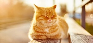 Весна набирає обертів: яка погода буде в Одесі наступного тижня