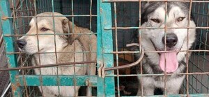 В пригороде Днепра собака напала на 13-летнюю девочку: врачи ампутировали ногу