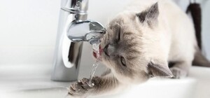 В Днепре из-за аварий на водопроводе без воды остались пять районов: Список адресов