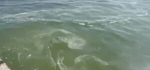 В Одесі у морі біля «Ланжерона» та «Відради» виявили плями з запахом олії: що це таке