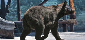 Были проблемы с сердцем: в Одесском зоопарке умер медведь Бумер