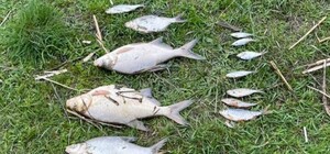 В Харьковской области зафиксирована массовая гибель рыбы в Северском Донце