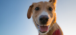 В Днепре опубликовали программу Dogs Guru Fest: конкурс красоты и талантов, бассейн и кино под открытым небом