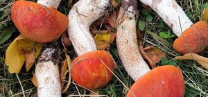 Якою буде погода у Львові у вересні 