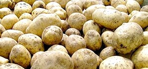 В этом году останемся без картошки?