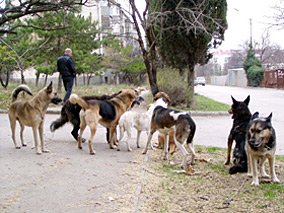 Участились случаи отравления бродячих собак во многих районах города. Фото с сайта kp.ua