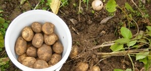 В Донецке цены на картошку опустились ниже плинтуса