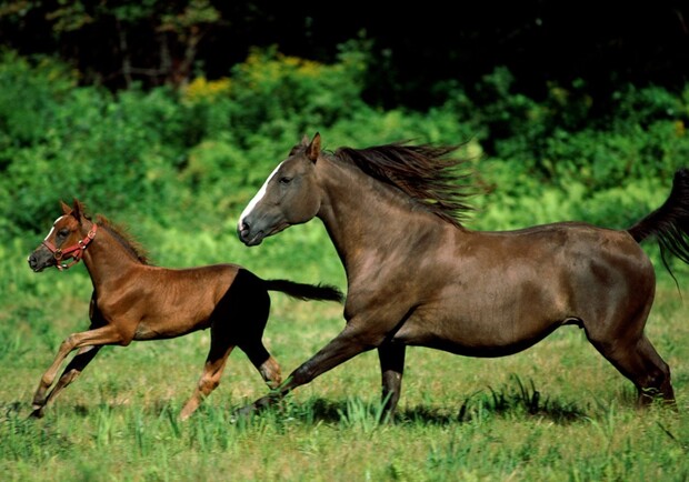 Лошади и пони радуются, когда им мочат спинки. Фото с сайта zastavki.com