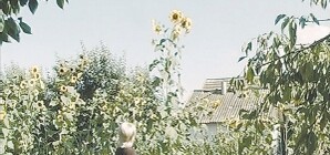 Под Запорожьем найден подсолнух-мутант 