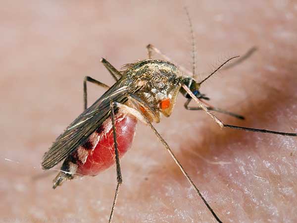 Первые признаки заболевания могут появиться через 2 недели после укуса комара. Фото с сайта dj1serg2.uol.ua