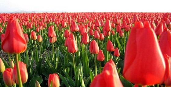 Лучший день для выкапывания луковиц тюльпана. Фото сайта flower-catalog.ru
