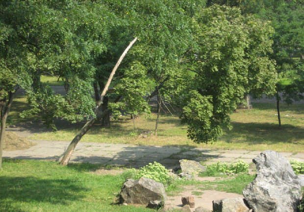 Сухие деревья нависают прямо над прохожими, а в дальней части парка каждое второе дерево - аварийное. Фото с сайта kp.ua