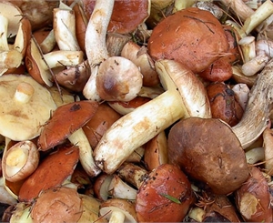Не выбрасывайте грибы, что стали причиной отравления – по ним могут определить попавший в организм яд. Фото с сайта zagribami.narod.ru