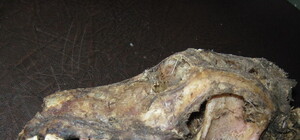 Чупакабра обосновалась на Харьковщине и пугает своими криками селян  