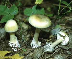 Здесь грибов нет! Фото с сайта kakie-lekarstva.ru