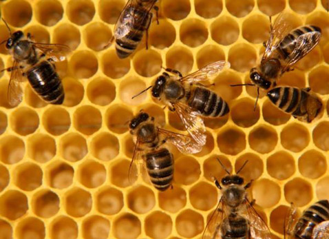 В этот день наблюдали за пчелами. Фото с сайта membrana.ru