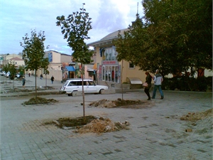 "Оголившуюся" после реконструкции ул. Шмидта уже начали засаживать новыми деревьями. Фото Марии Яшиной