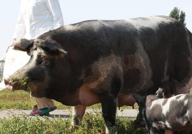 Тот, кто представит Днепропетровск на фестивале "Миргородская свинья-2011" сможет продегустировать 70 блюд из свинины. Фото с сайта myrgorod.com