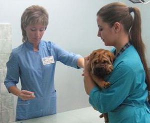 Ветеринары временно прекратили все хирургические операции. Фото с сайта kp.ua