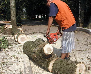 Вырубка одного дерева обходится в 4 тысячи гривен. Фото с сайта konstantinovka.com.ua