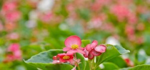 В Харькове начали выращивать устойчивые к засухе цветы