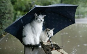 Выходя из дома, не забудьте захватить зонт. Фото с сайта goodfon.ru