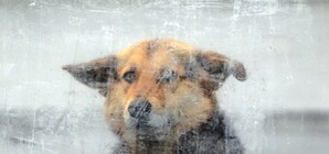 Киевляне хотят накормить пенсионеров отравленным фаршем, а 