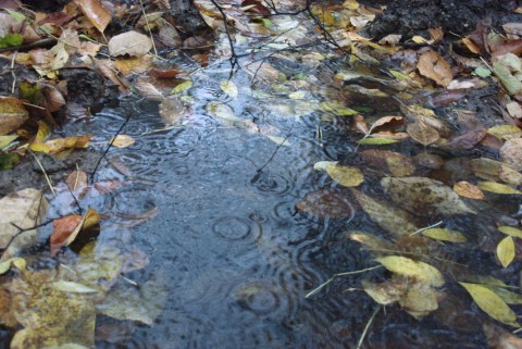 Обуваем резиновые сапожки и раскрываем зонтики – сегодня дождь. Фото с сайта parkfoto.ru