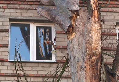 Пятнадцатиметровый тополь лежит на крыше дома…пока. Фото с сайта 34.ua