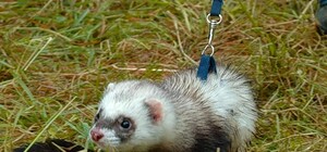 В Харькове зоомагазины начали раздавать животных напрокат