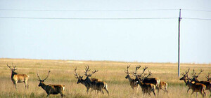 Заказник Федотову косу распахивают и пускают под дачи