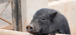 Добкин обещает выращивать в Харькове самых лучших коров и свиней