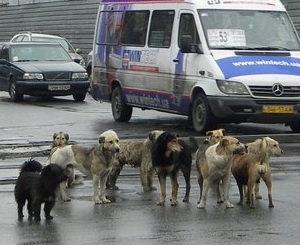 Сейчас бездомные животные гуляют по самому центру Днепропетровска. Фото с сайта blogr.dp.ua