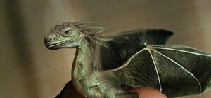 В Одессе поищут драконов  