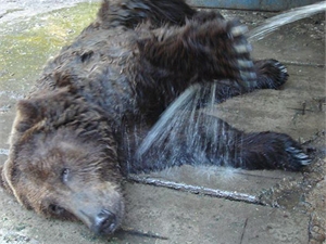 На воле наши медведи долго не потянут. Фото с сайта kp.ua