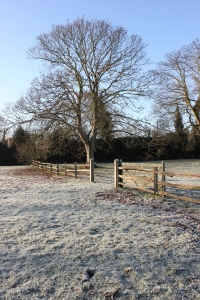 Вокруг Харькова высадят новые леса