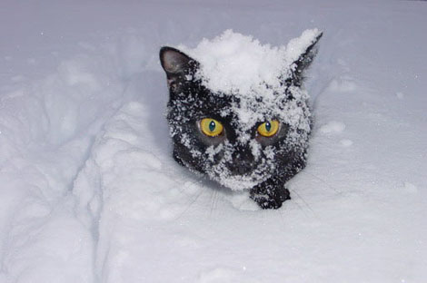 О предстоящей погоде расскажет поведение кошек и собак. Фото с сайта basik.ru