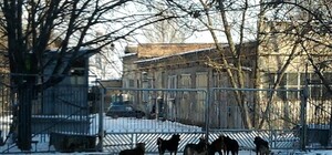 Фотофакт: Громадная свора собак запугала жителей крупнейшего спального района Донецка