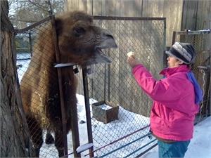 Чтобы уберечь от морозов животным зоозоны устроили вип-условия. Фото с сайта kp.ua