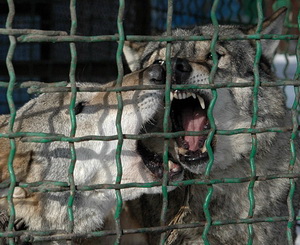Волки - самые приспособленные к холоду жители зоозоны. Фото с сайта blogr.dp.ua