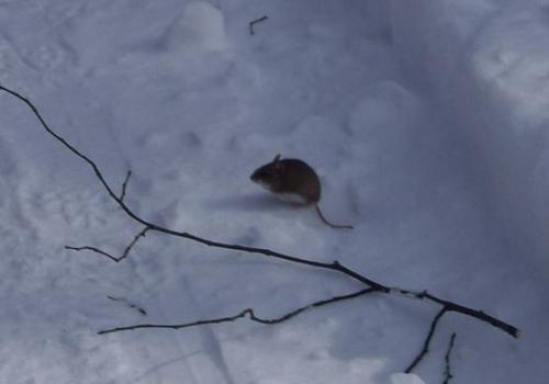 Если мыши сегодня вылезают из-под снега, следует ждать оттепели. Фото с сайта sadovoda.ru