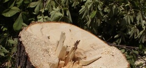 Угроза черных бурь и гибель персиков в Крыму: тревожные итоги снежных заносов с ураганными ветрами 