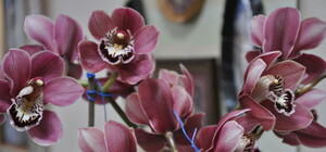 Подарите любимой вместо роз мухоловку – в Киеве открылась выставка хищных растений