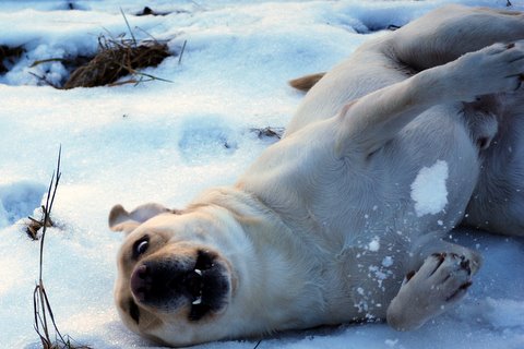 Если собаки в этот день катаются – к снегу, а то и к вьюге. Фото с сайта biser.info