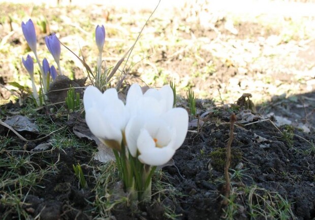 Наконец-то пришла настоящая весна. Фото с сайта greenmama.ru